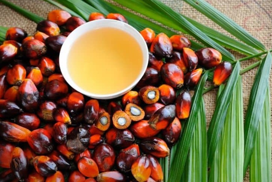 Are Palm Oil Products Bad and Should You Avoid Them?