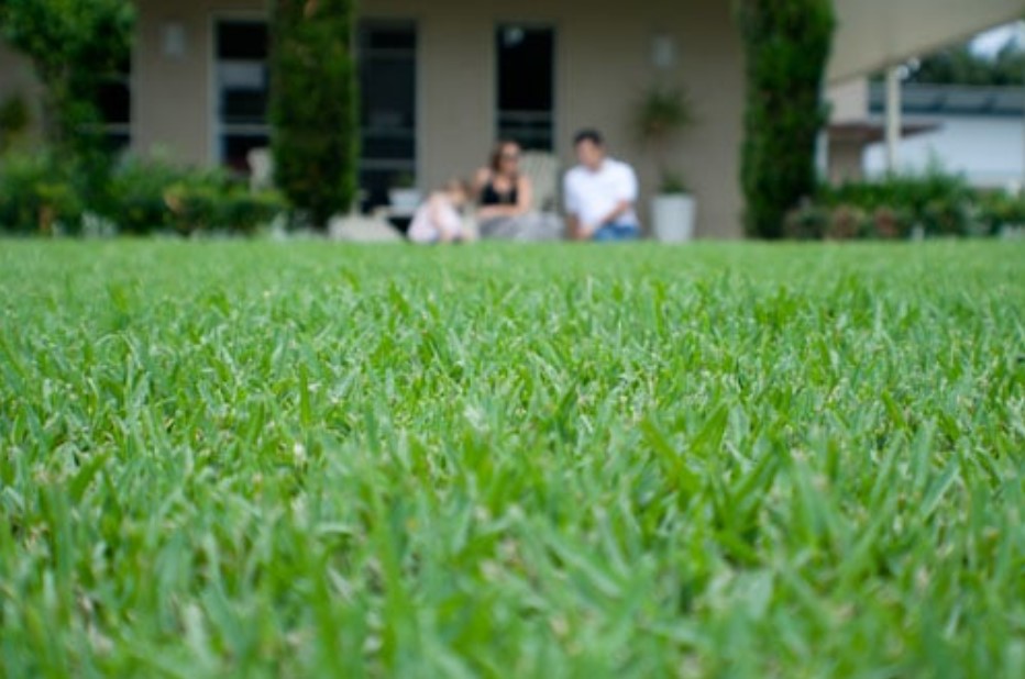 The best lawn quality